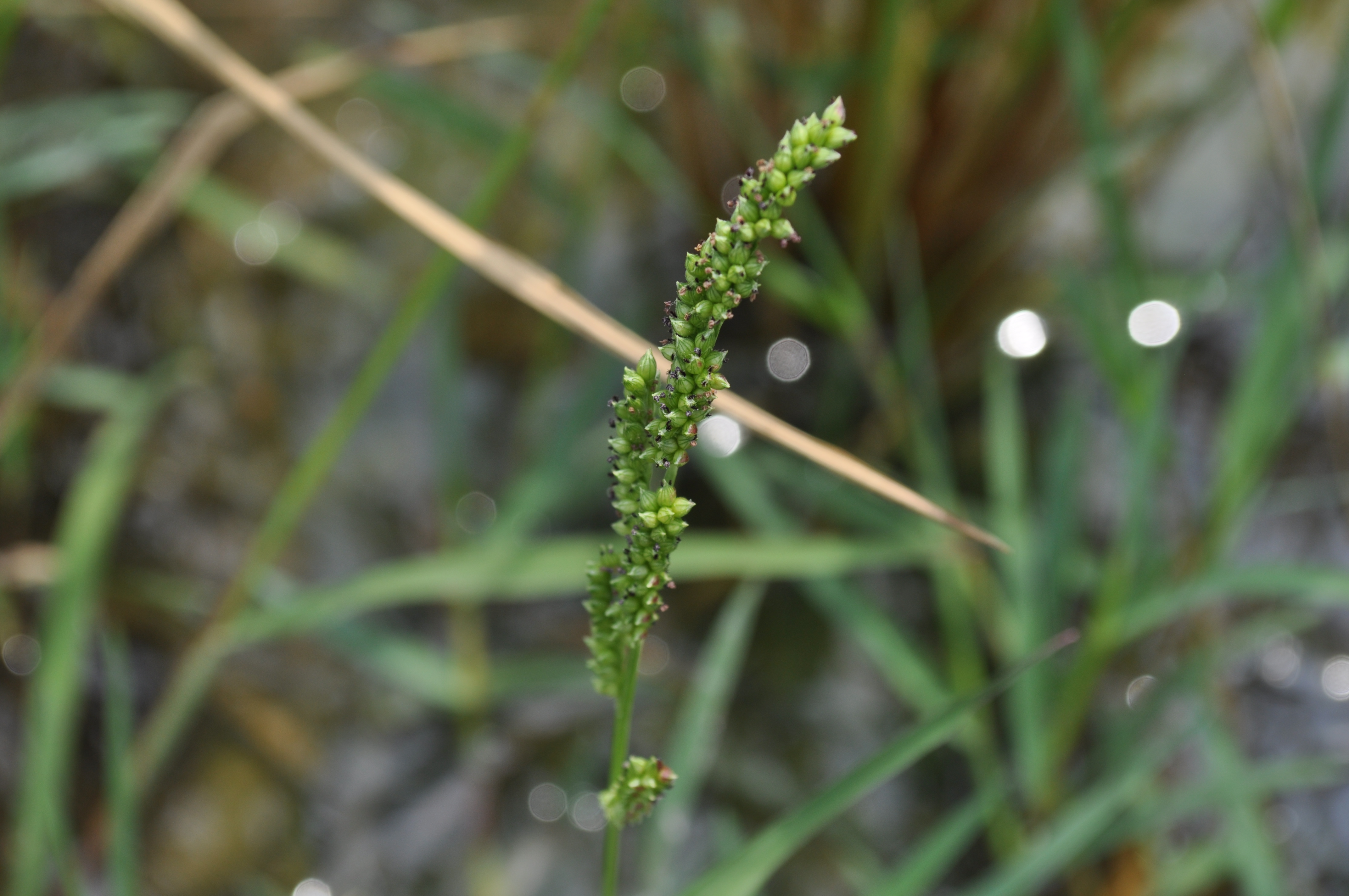 Echinochloa colona